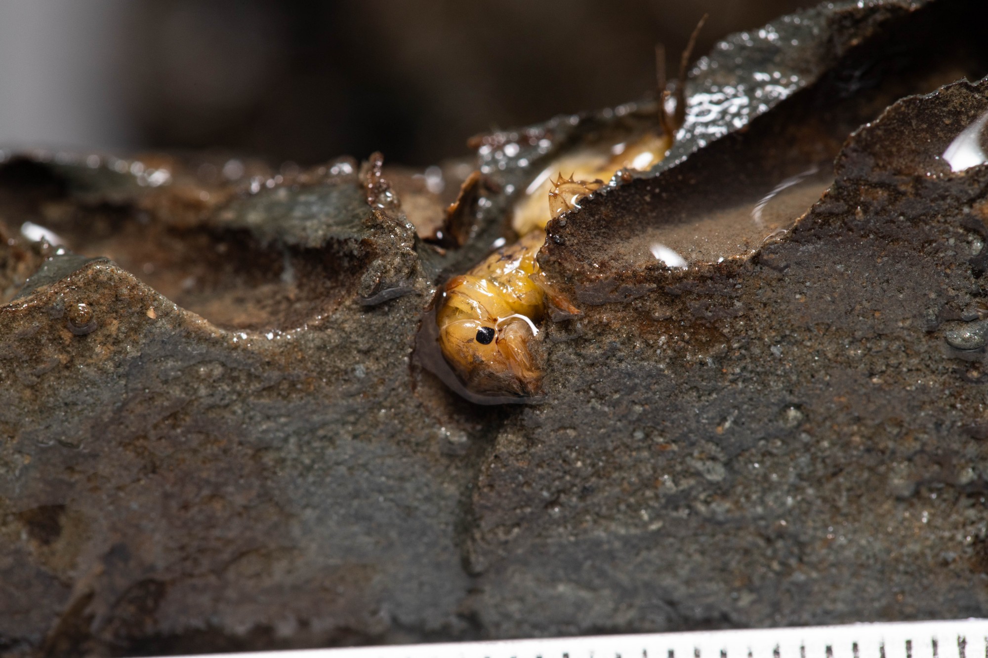 Ученые из Архангельска открыли первых в мире пресноводных насекомых, разрушающих скалы