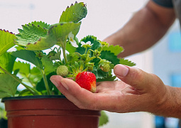Ставропольские ученые разрабатывают технологию выращивания безвирусной рассады ягодных культур