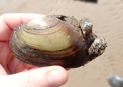 Беззубки на страже экологии: ученые провели масштабный анализ распространения пресноводного моллюска 