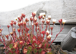 Как приспосабливаются теплолюбивые растения к арктическому Шпицбергену