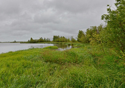 В арктической зоне России озера превращаются в болота