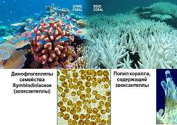 Новое совместное исследование российских и вьетнамских ученых поможет защитить коралловые рифы от исчезновения
