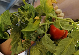 Ученые рассказали, как вырастить овощи на Крайнем Севере
