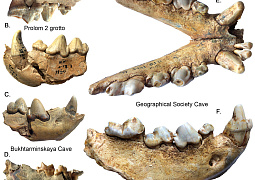 Свирепый охотник или древний падальщик: впервые изучены особенности питания пещерной гиены