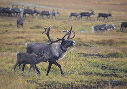 На Ямале стартуют уникальные исследования генофонда северного оленя