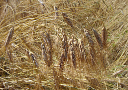 Россия на 98% обеспечила себя селекционным материалом пшеницы отечественного производства