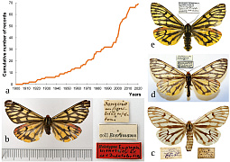 Найти причины феноменальной редкости «мистической бабочки» поможет новая информационная база данных 