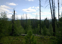 Небольшие естественные возгорания или ветровалы поддерживают биоразнообразия лесных ландшафтов